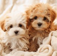 les MALTIPOO les MALTIPOO